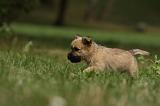 CAIRN TERRIER 421